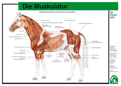 Die Muskulatur - 