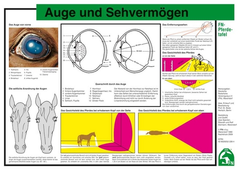 Auge und Sehvermögen - 