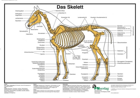 Das Skelett - 