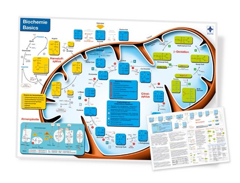 Biochemie Basics, DIN A4, laminiert - Sebastian Blumentritt