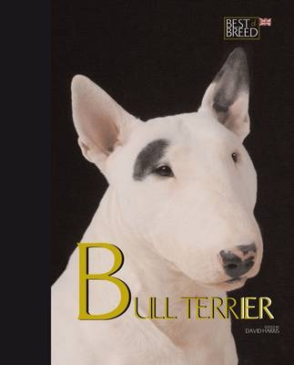 Bull Terrier - David Harris