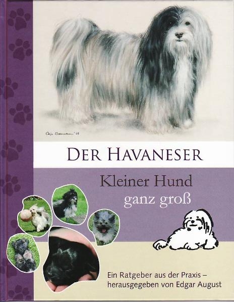 Der Havaneser Kleiner Hund ganz groß