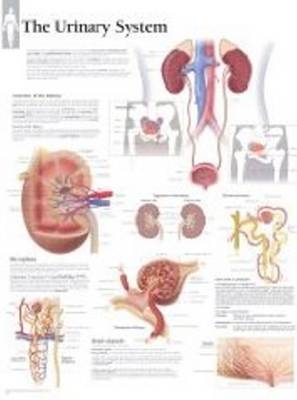 Urinary System Paper Poster -  Scientific Publishing