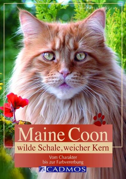 Maine Coon - Kerstin Malcus