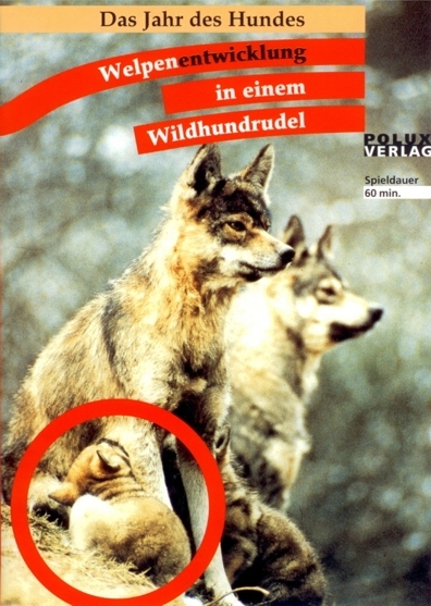 Das Jahr des Hundes / Welpenentwicklung in einem Wildhundrudel - Joachim Leidhold, Erika Trumler