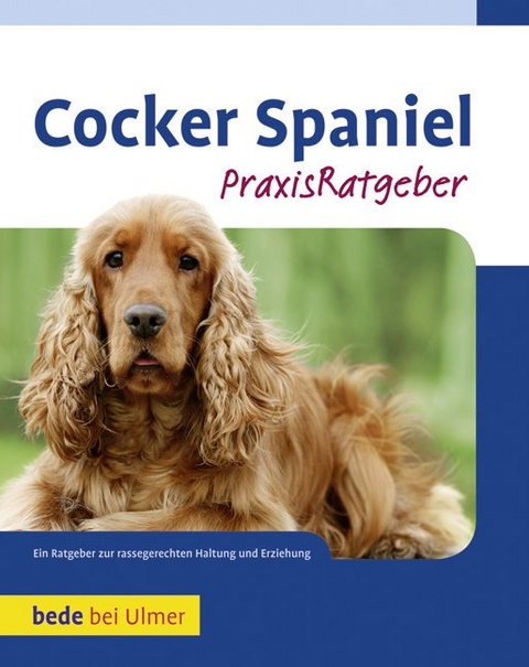 Cocker Spaniel - Haja Van Wessem