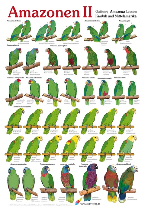 Poster Amazonen (2) - Thomas Arndt