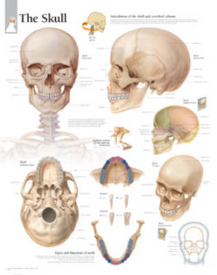 Skull Laminated Poster -  Scientific Publishing