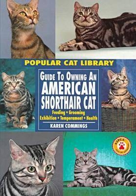 Guide to Owning an American Shorthair Cat - Karen Commings