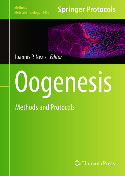 Oogenesis - 