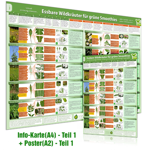 [2er Set] Essbare Wildkräuter für Grüne Smoothies Teil 1 Wissenskarte (A4) & Wandposter (A2), m. 1 Karte, m. 1 Beilage, m. 1 Beilage. Tl.1 - Alfred Zenz, Samuel Cremer