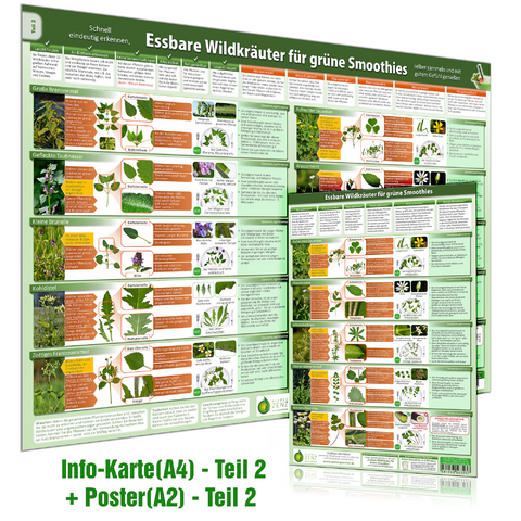 [2er Set] Essbare Wildkräuter für Grüne Smoothies Teil 2 - Erkennungskarte (A4) & Wandposter (A2), m. 1 Karte, m. 1 Beilage, m. 1 Beilage. Tl.2 - Alfred Zenz, Samuel Cremer