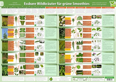 Essbare Wildkräuter für Grüne Smoothies Teil 1 - Wandposter (2024). Tl.1 - Alfred Zenz, Samuel Cremer