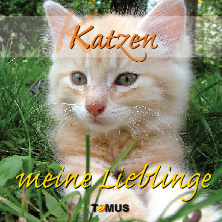 Katzen - meine Lieblinge