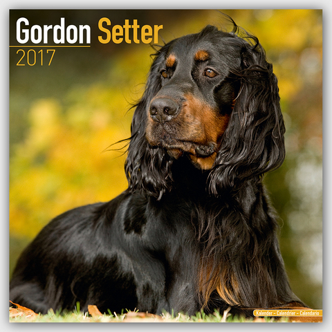 Gordon Setter Calendar 2017 -  Avonside Publishing Ltd