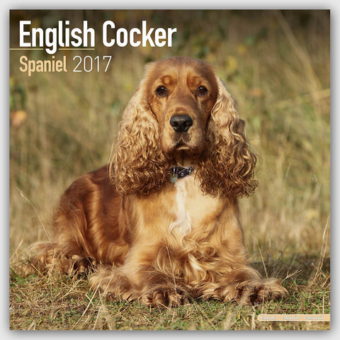 English Cocker Spaniel Calendar 2017 -  Avonside Publishing Ltd