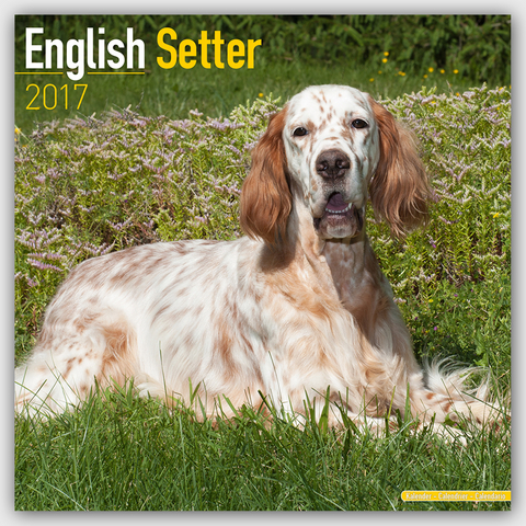 English Setter Calendar 2017 -  Avonside Publishing Ltd