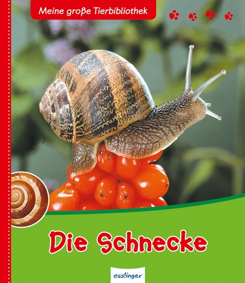 Meine große Tierbibliothek: Die Schnecke - Paul Starosta