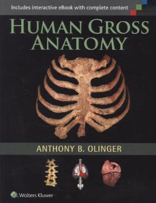 Human Gross Anatomy -  Anthony B. Olinger