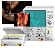 Virtual Physiology - SimHeart, SimMuscle, SimNerve, SimPatch, SimVessel / SimNerv: Simulation von Summenaktionspotentialen peripherer Nerven am Beispiel des Nervus ischiadicus des Krallenfrosches - Martin Ch Hirsch, Hans A Braun, Rufus Rieder, Christoph Koch, Karlheinz Voigt, Horst Schneider