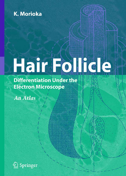 Hair Follicle - K. Morioka