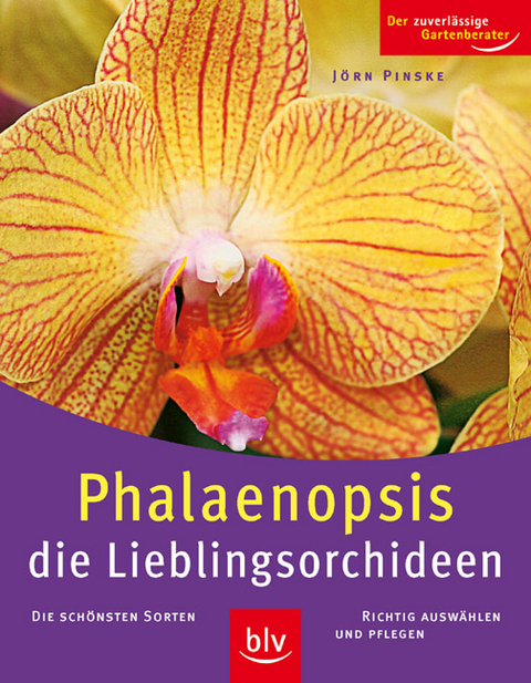 Phalaenopsis - Jörn Pinske