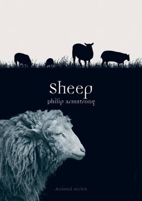 Sheep - Philip Armstrong