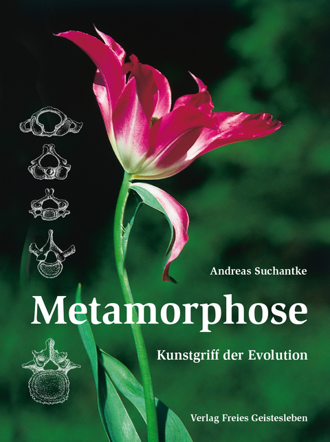 Metamorphose - Andreas Suchantke