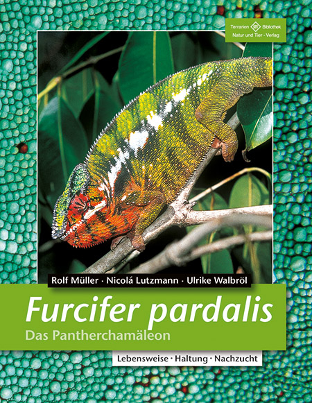 Furcifer pardalis - Das Pantherchamäleon - Rolf Müller, Nicolá Lutzmann, Ulrike Walbröl