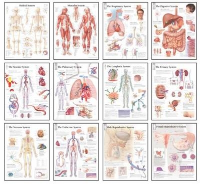 Body Systems Chart Set -  Scientific Publishing