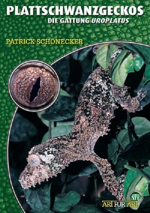 Plattschwanzgeckos - Patrick Schönecker