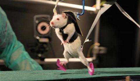 In Experiments With Rats -  Antonio Morcillo Lopez