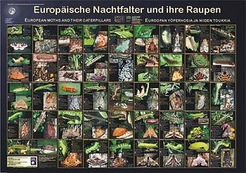 Europäische Nachtfalter und ihre Raupen - F W Welter-Schultes