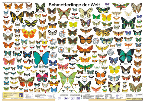 Schmetterlinge der Welt - F Schenk, R Krätzner, F W Welter-Schultes