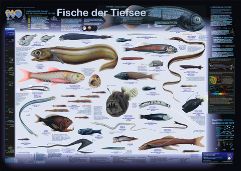 Fische der Tiefsee - F W Welter-Schultes
