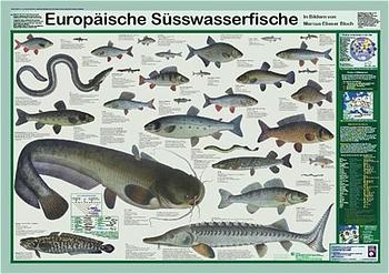 Europäische Süsswasserfische - F W Welter-Schultes