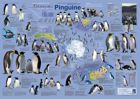 Pinguine - A Wennemann
