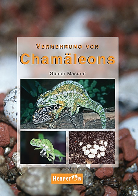 Vermehrung von Chamäleons - Günter Masurat