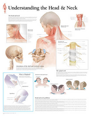 Understanding the Head & Neck Paper Poster -  Scientific Publishing