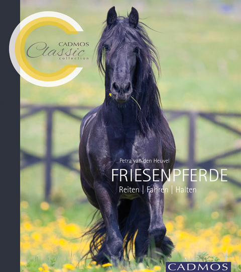 Friesenpferde - Petra Van Den Heuvel