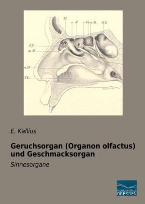 Geruchsorgan (Organon olfactus) und Geschmacksorgan - E. Kallius