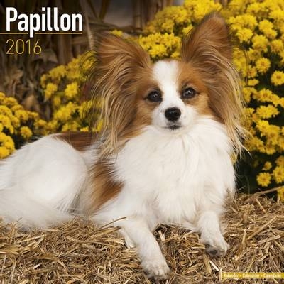 Papillon Calendar 2016 -  Avonside Publishing Ltd