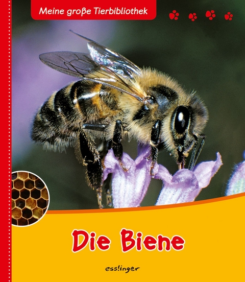 Meine große Tierbibliothek: Die Biene - Paul Starosta
