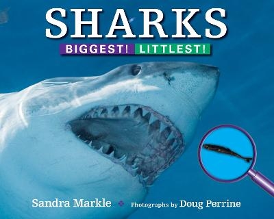 Sharks: Biggest! Littlest! - Sandra Markle