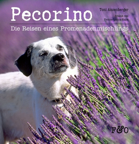 Pecorino - 