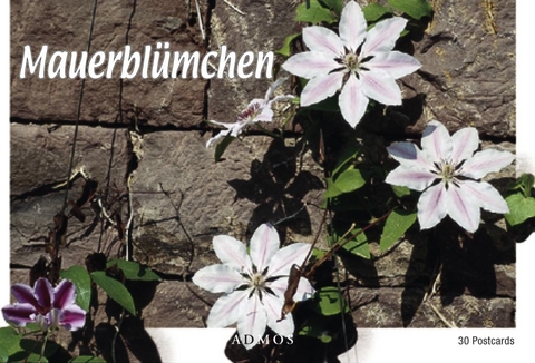 Mauerblümchen - 