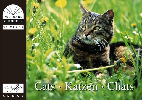 Katzen /Cats /Chats - 