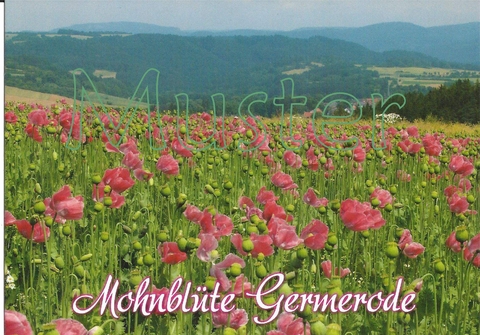 Ansichtskarte Meißner-Germerode "Mohnblüte Germerode 2" - 