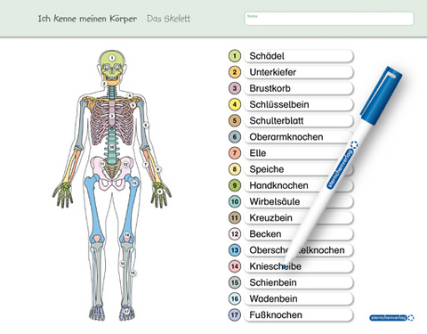 Ich kenne meinen Körper - Das Skelett - Katrin Langhans