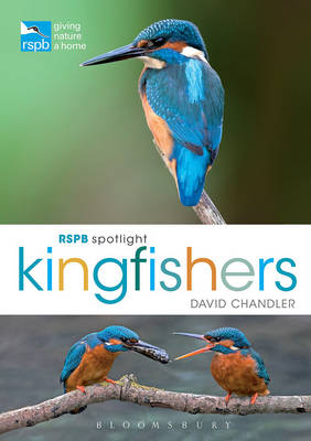 RSPB Spotlight Kingfishers -  Chandler David Chandler